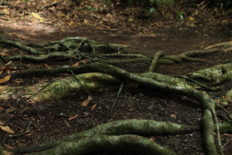 Magical Forest Settings